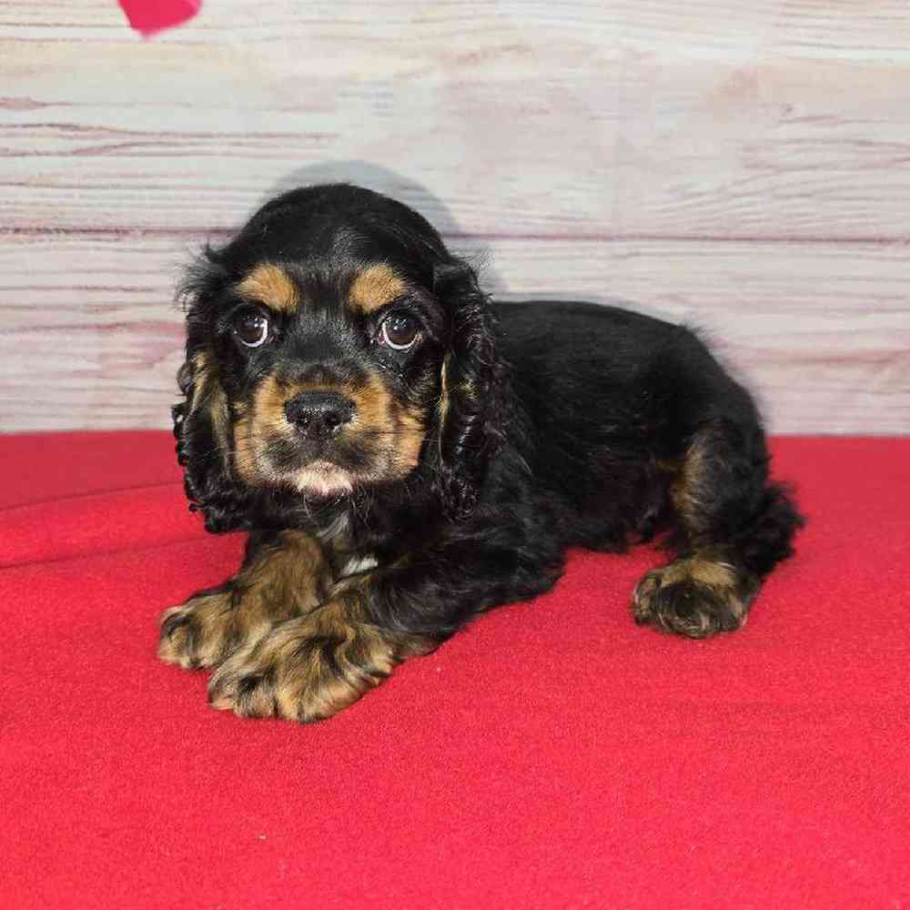 Male Cocker Spaniel Puppy for Sale in Virginia Beach, VA