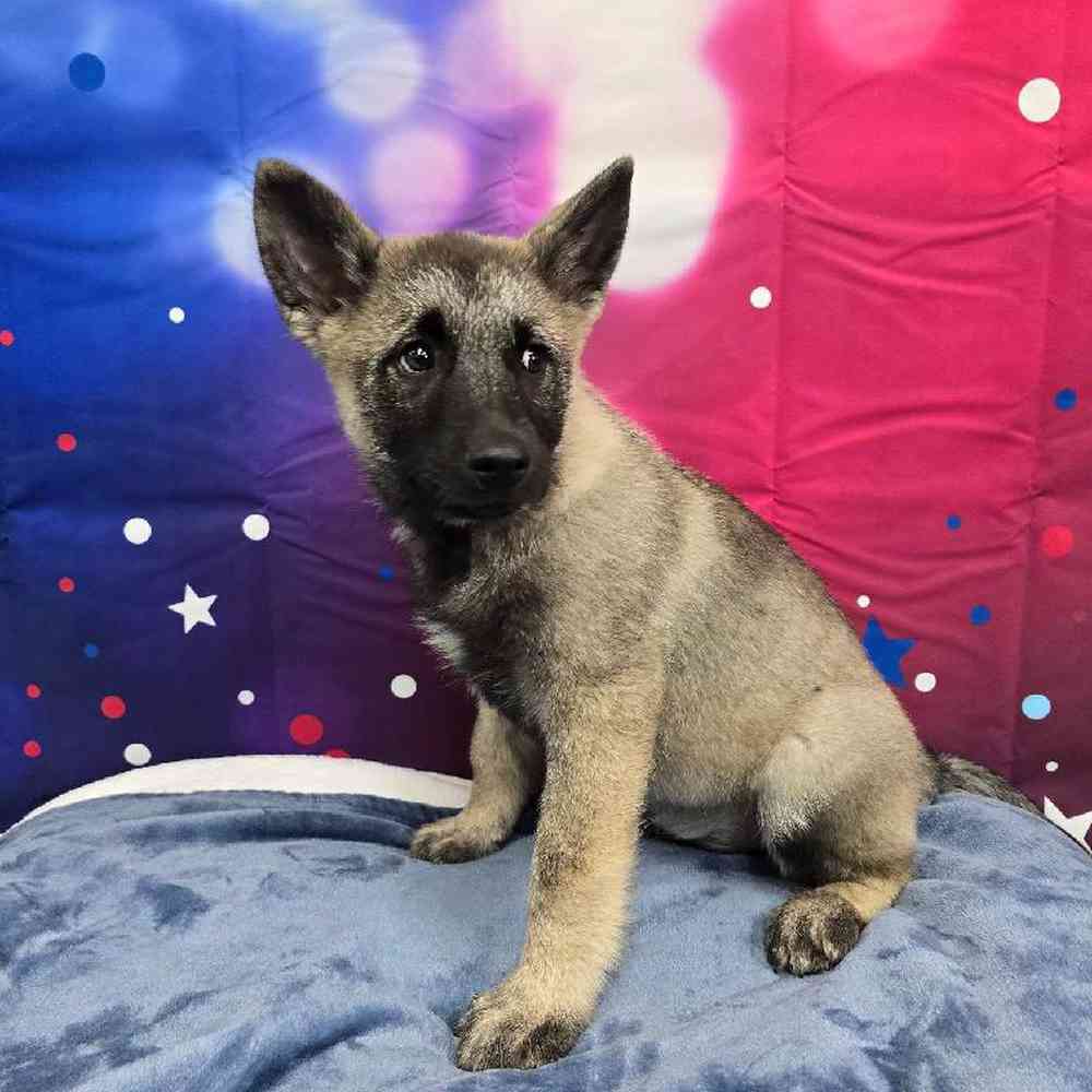 Male Norwegian Elkhound Puppy for Sale in Virginia Beach, VA
