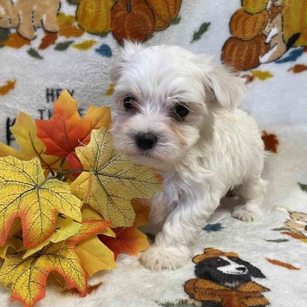 Male Maltese Puppy for sale