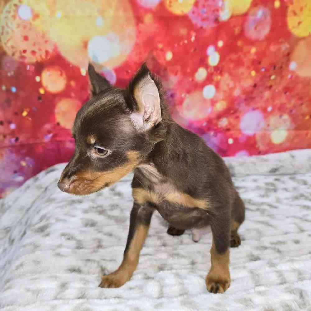 Male Min Pin Puppy for Sale in Virginia Beach, VA