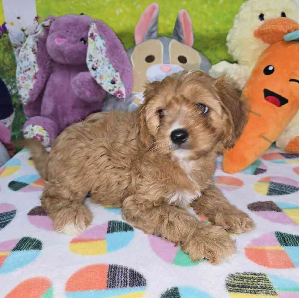 Female Cavapoo Puppy for Sale in Virginia Beach, VA