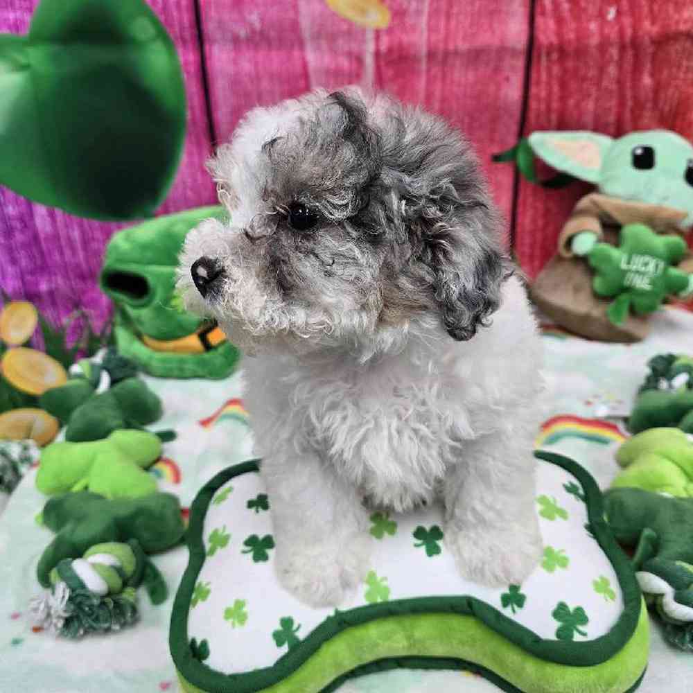 Female Maltipoo Puppy for Sale in Virginia Beach, VA