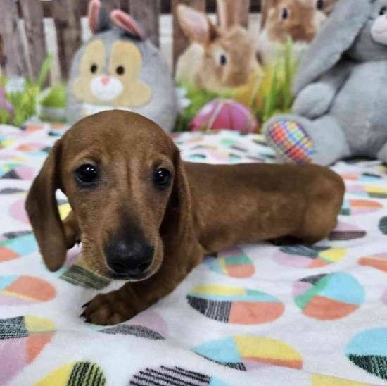 Dachshund