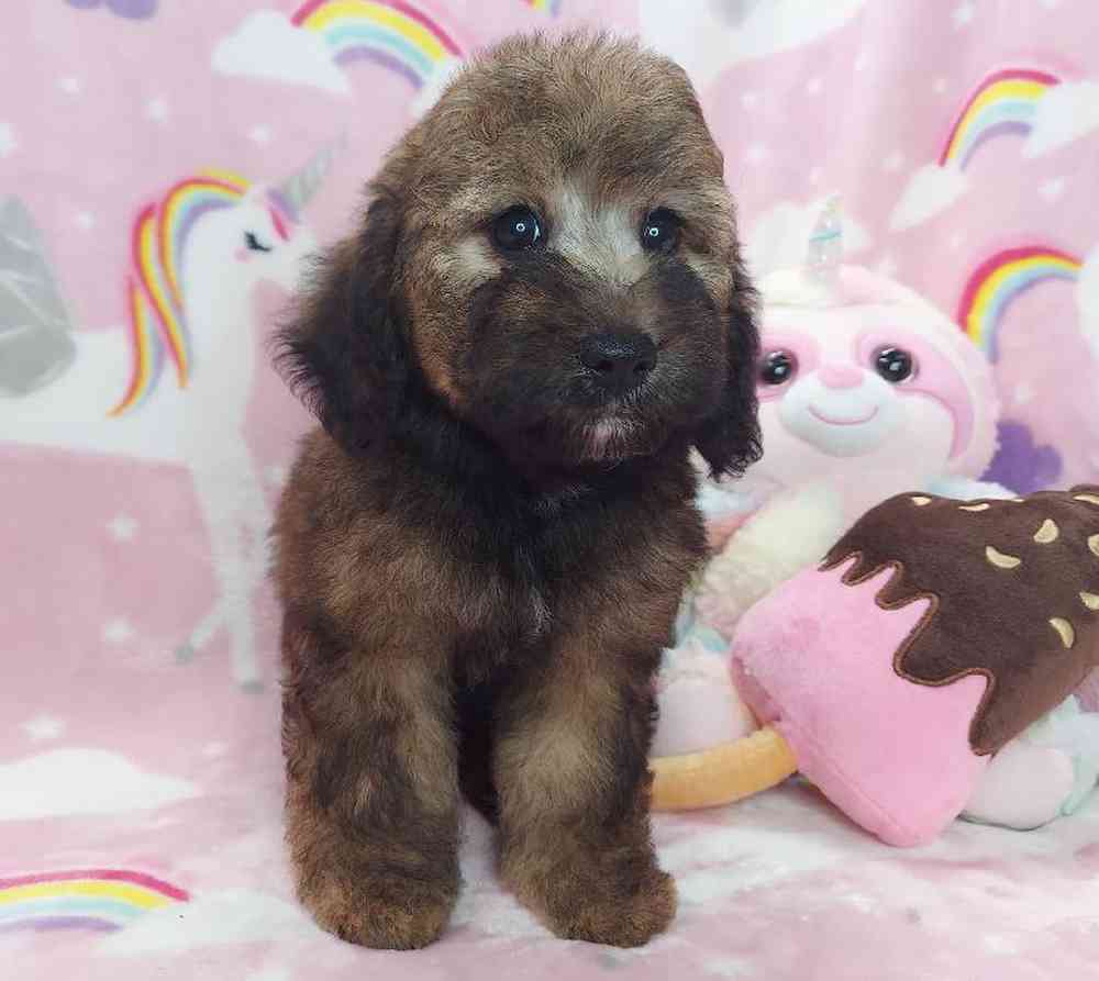 Female Mini Goldendoodle Puppy for sale