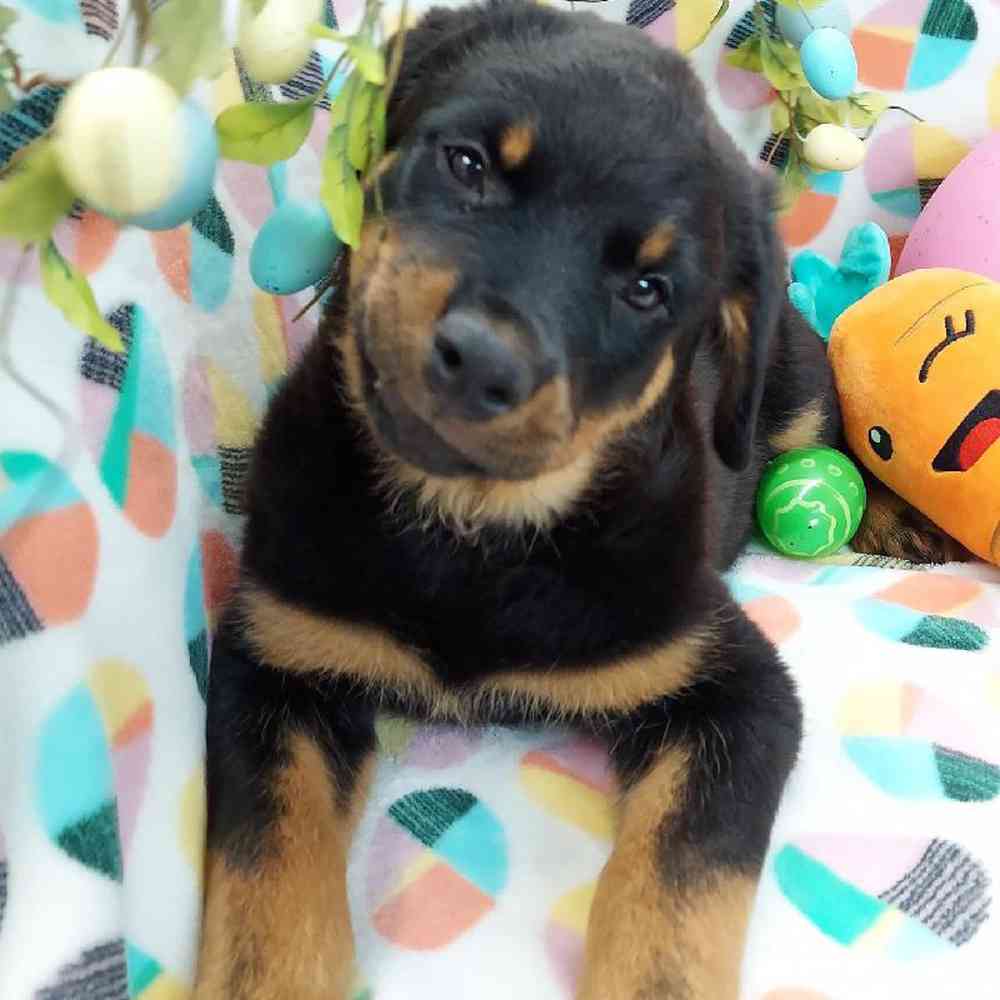 Female Rottweiler Puppy for sale
