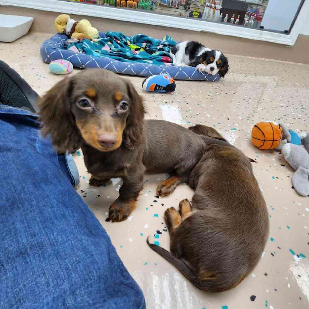 Female Dachshund Puppy for Sale in Virginia Beach, VA