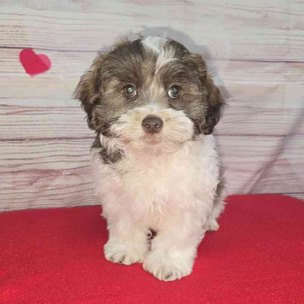 Male Shipoo Puppy for Sale in Virginia Beach, VA