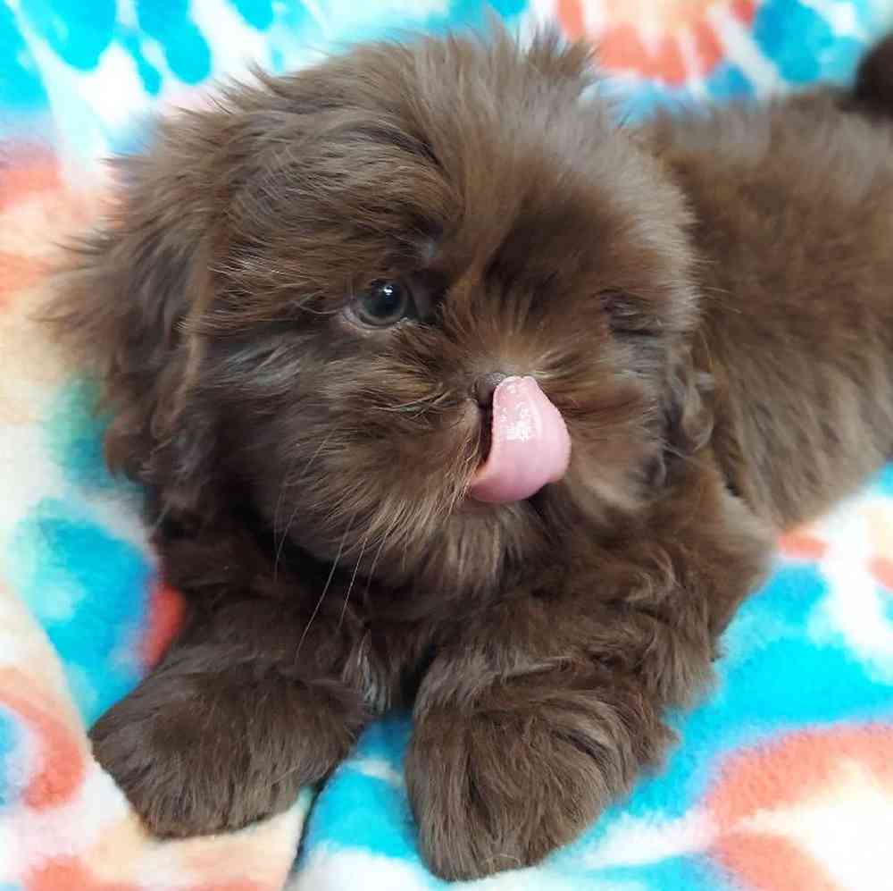 Male Shih Tzu Puppy for sale