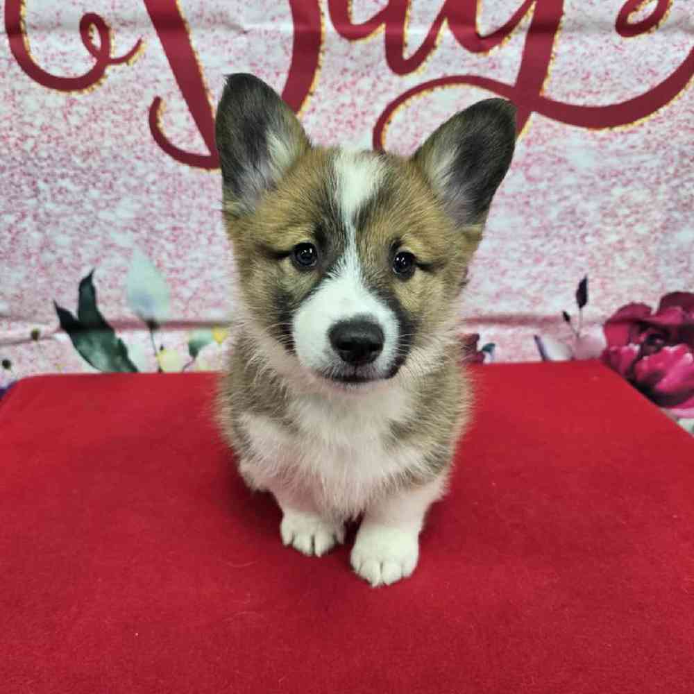 Male Pembroke Welsh Corgi Puppy for Sale in Virginia Beach, VA
