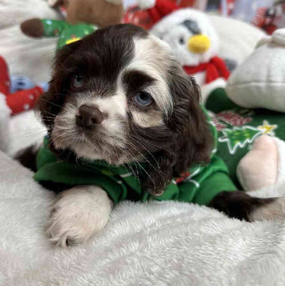 Female Cocker Spaniel Puppy for Sale in Virginia Beach, VA