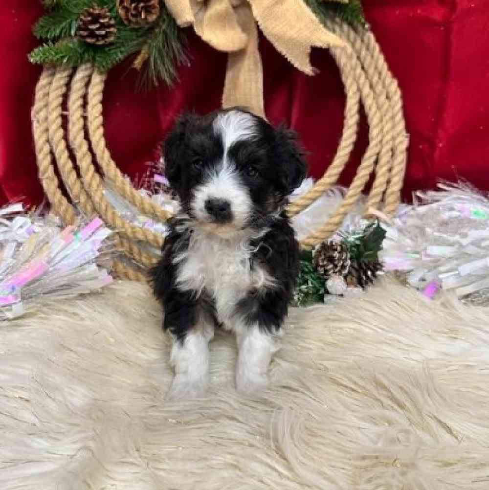 Male Mini Aussiedoodle Puppy for sale