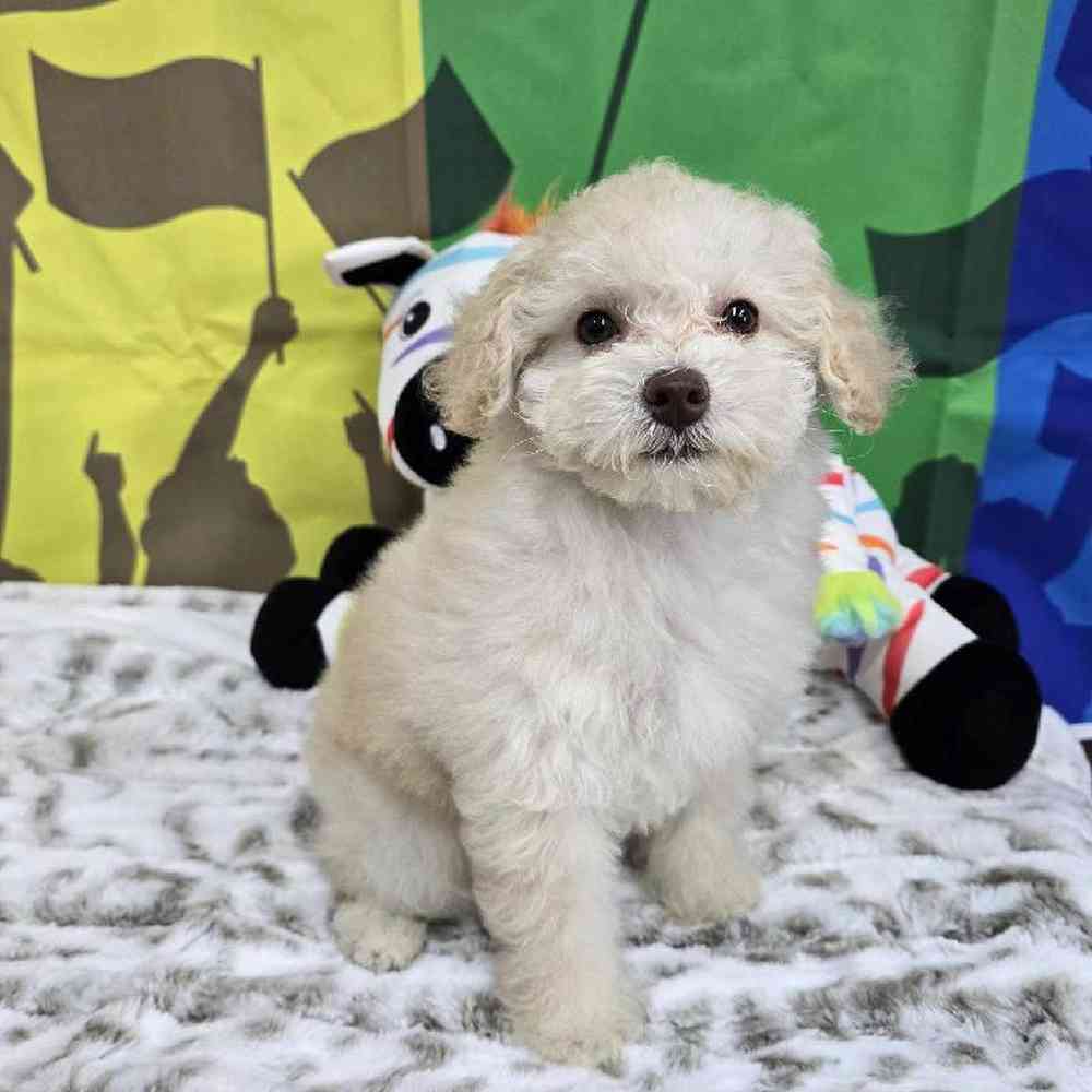 Female Poodle Toy Puppy for Sale in Virginia Beach, VA