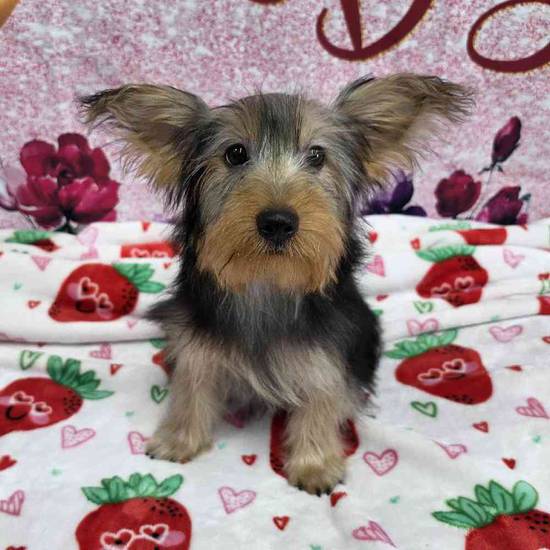 Yorkie