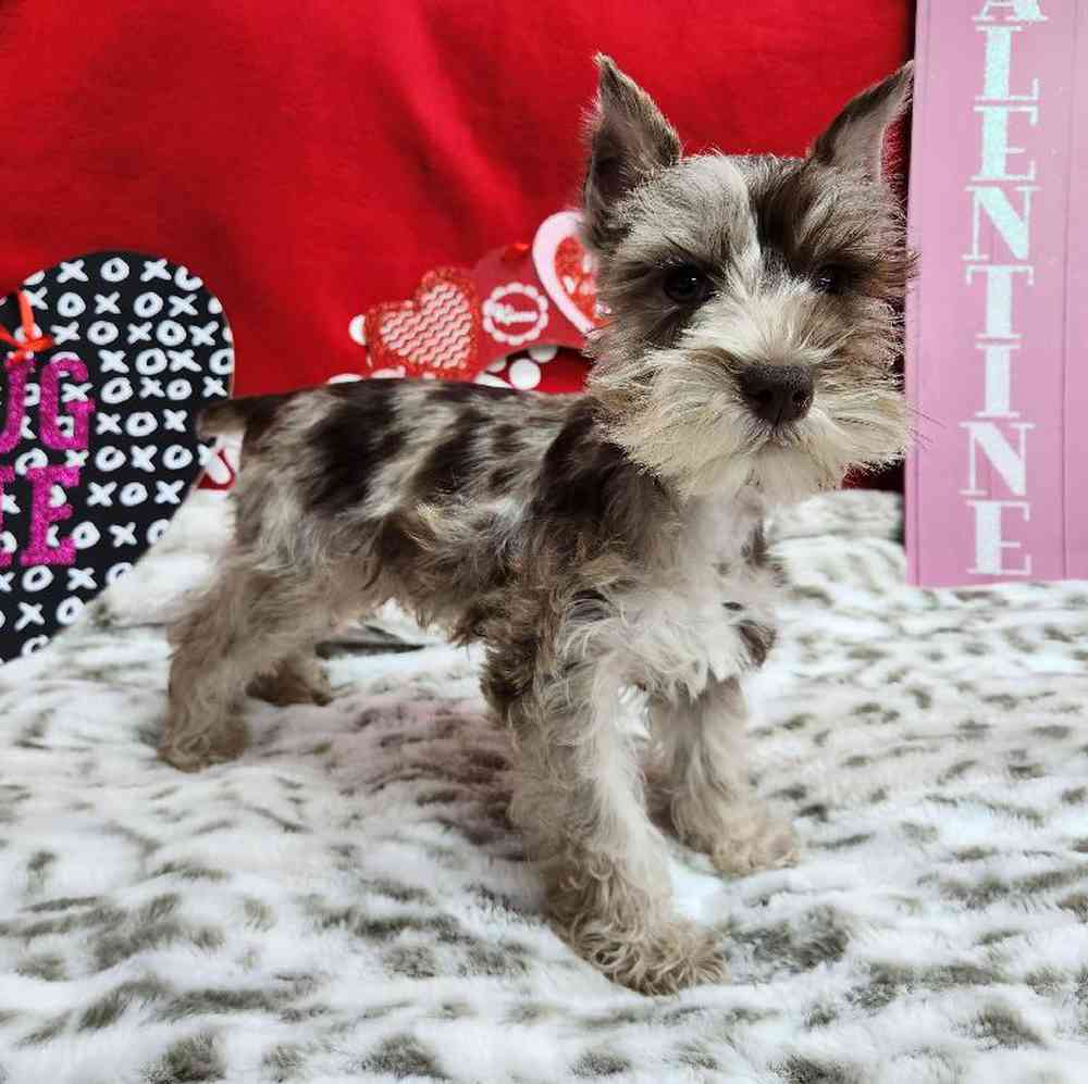 Standard Schnauzer pitted Puppies