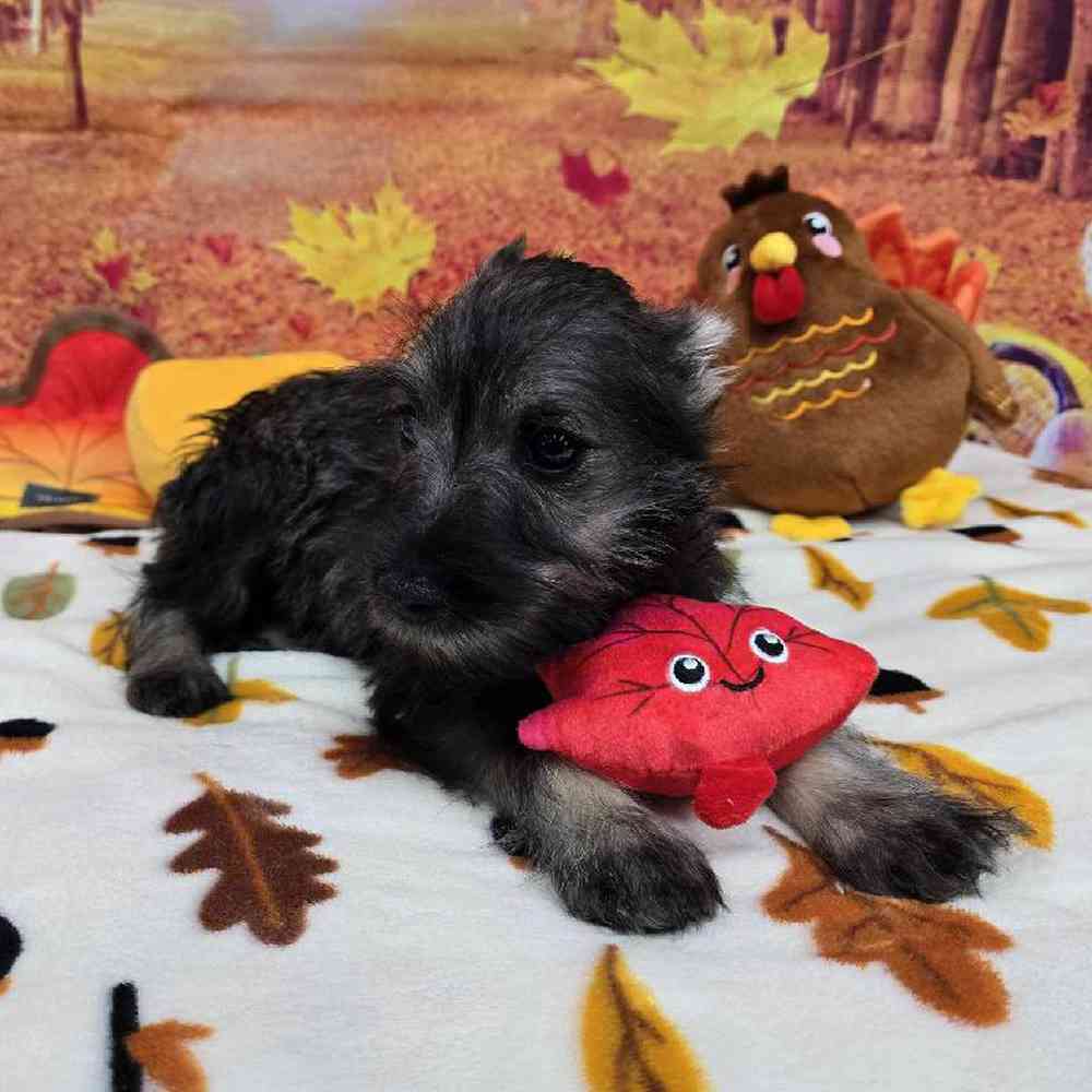 Male Mini Schnauzer Puppy for Sale in Virginia Beach, VA