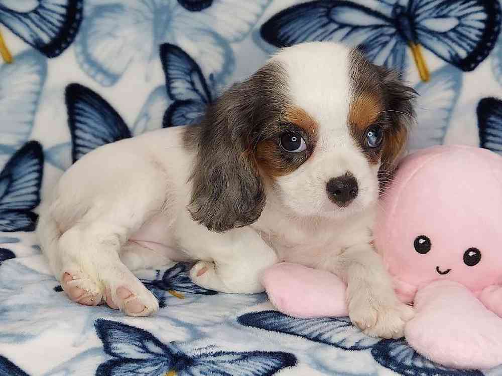 Female Cavalier King Charles Spaniel Puppy for sale