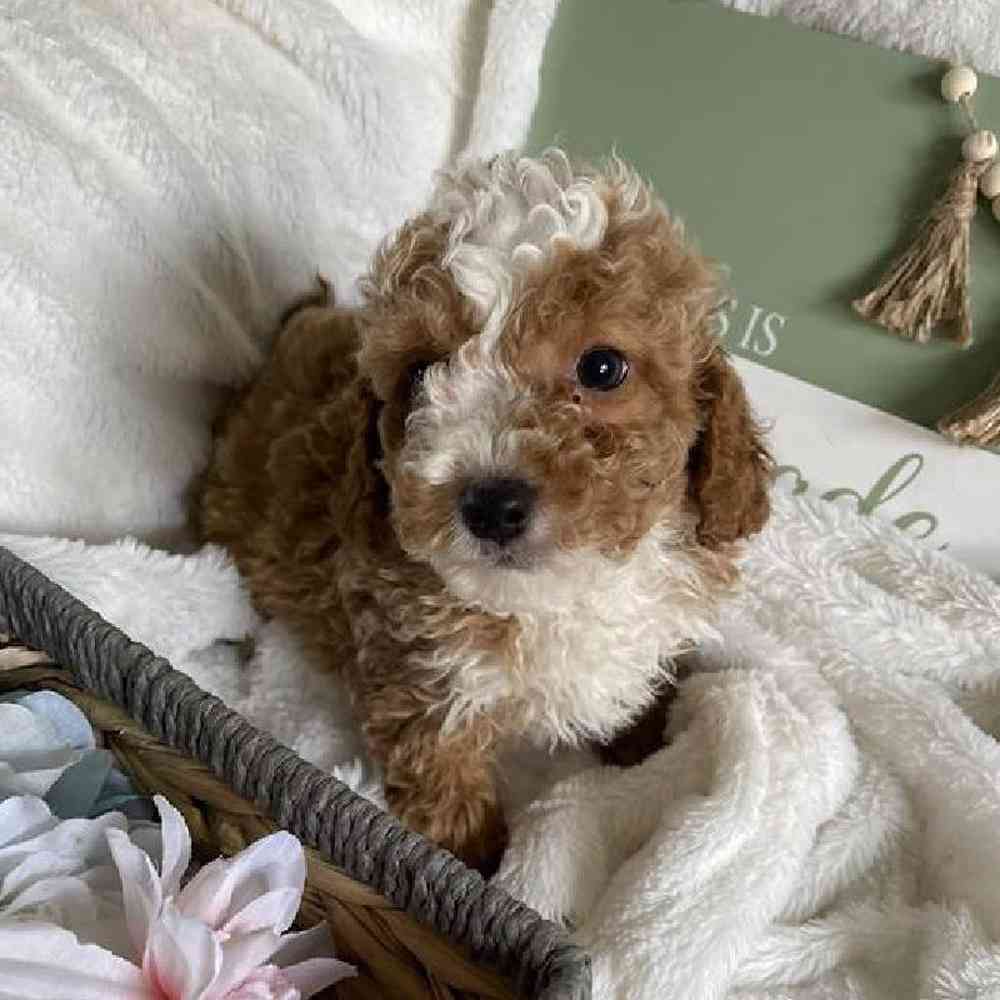 Male Bichonpoo Puppy for Sale in Virginia Beach, VA