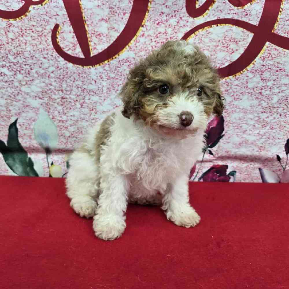 Male Havapoo Puppy for Sale in Virginia Beach, VA