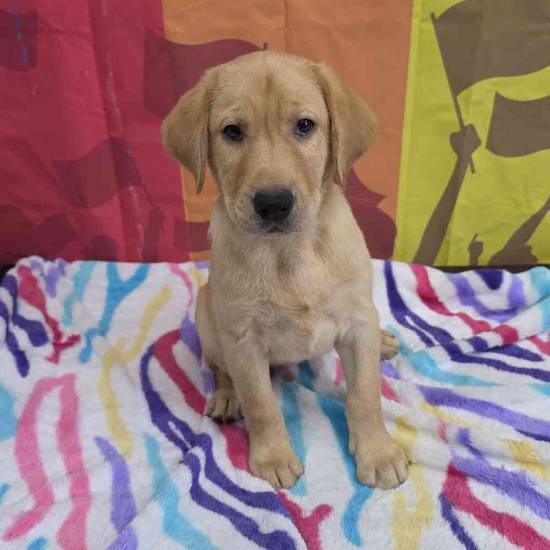 Labrador Retriever
