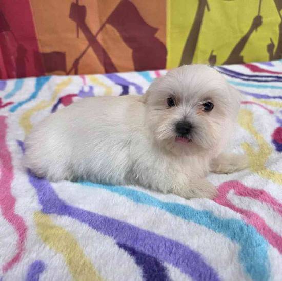 Maltese