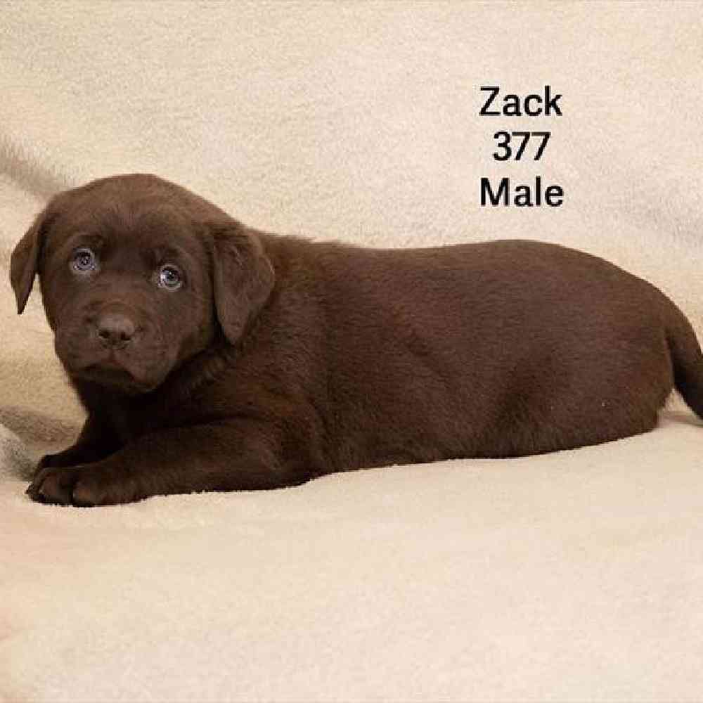 Male Labrador Retriever Puppy for Sale in Virginia Beach, VA
