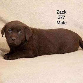 Labrador Retriever