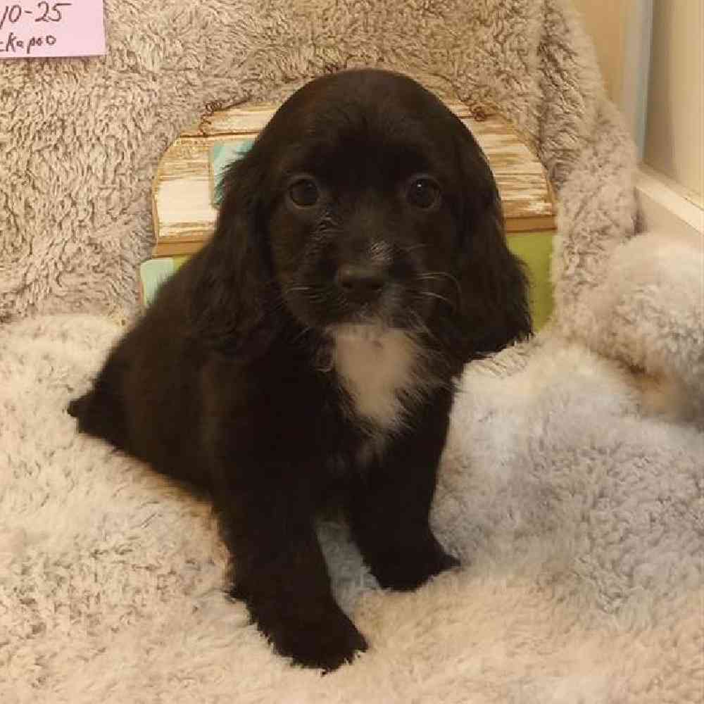 Female Cockapoo Puppy for Sale in Virginia Beach, VA