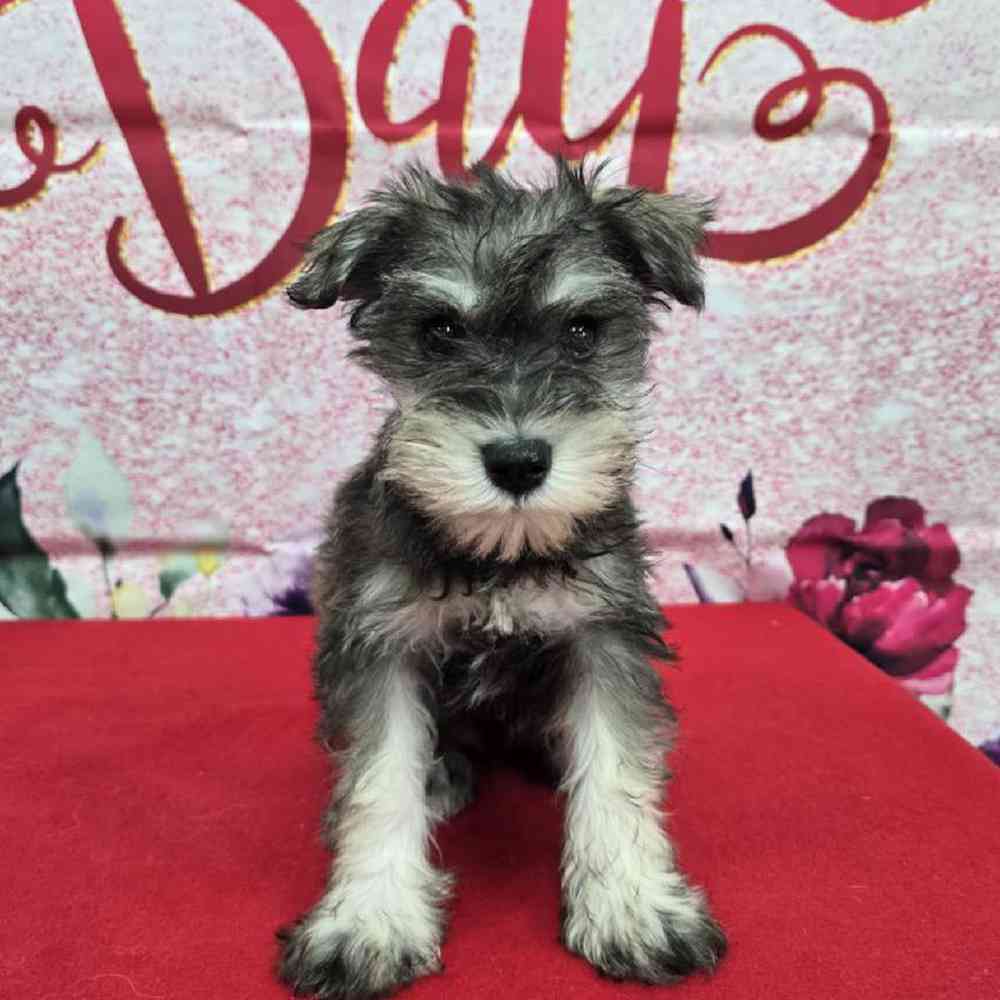 Male Mini Schnauzer Puppy for Sale in Virginia Beach, VA