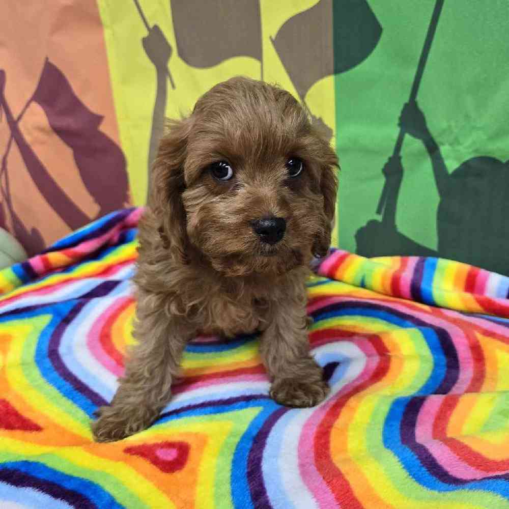 Male Cavapoo Puppy for Sale in Virginia Beach, VA