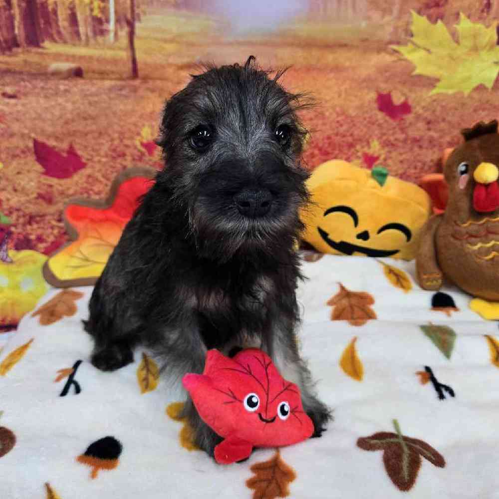 Male Mini Schnauzer Puppy for Sale in Virginia Beach, VA