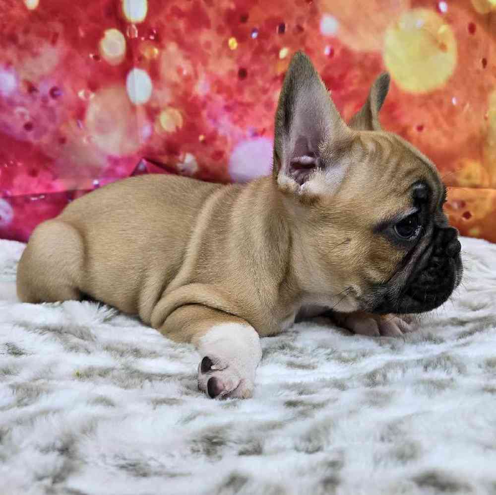 Male French Bulldog Puppy for Sale in Virginia Beach, VA