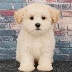 Maltipoo