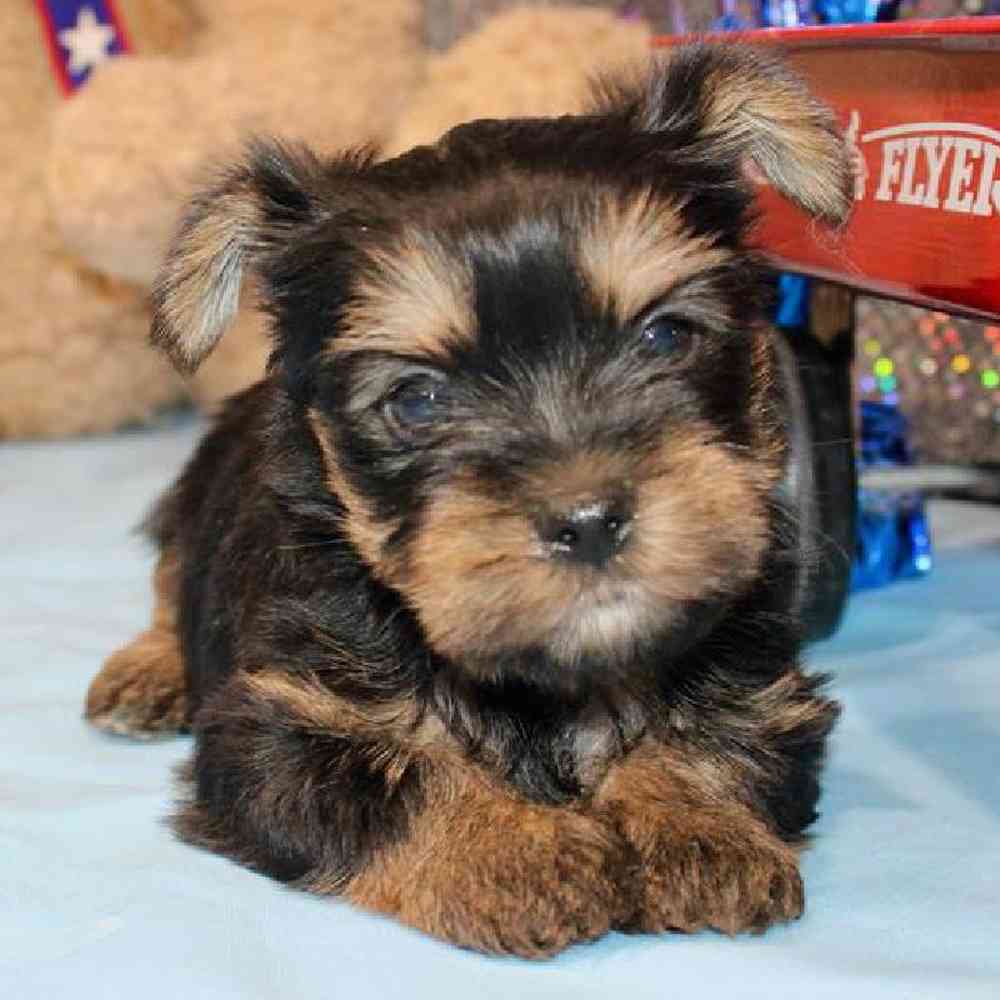 Male Morkie Puppy for Sale in Virginia Beach, VA