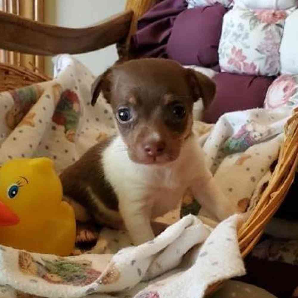 Male Rat-Chi Puppy for Sale in Virginia Beach, VA