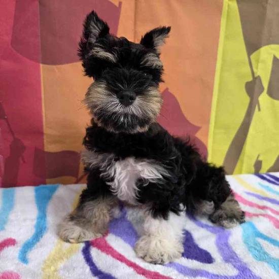 Mini Schnauzer