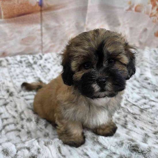 Bichonpoo