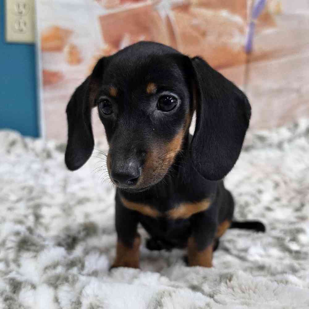 Image of a pet breed in the gallery