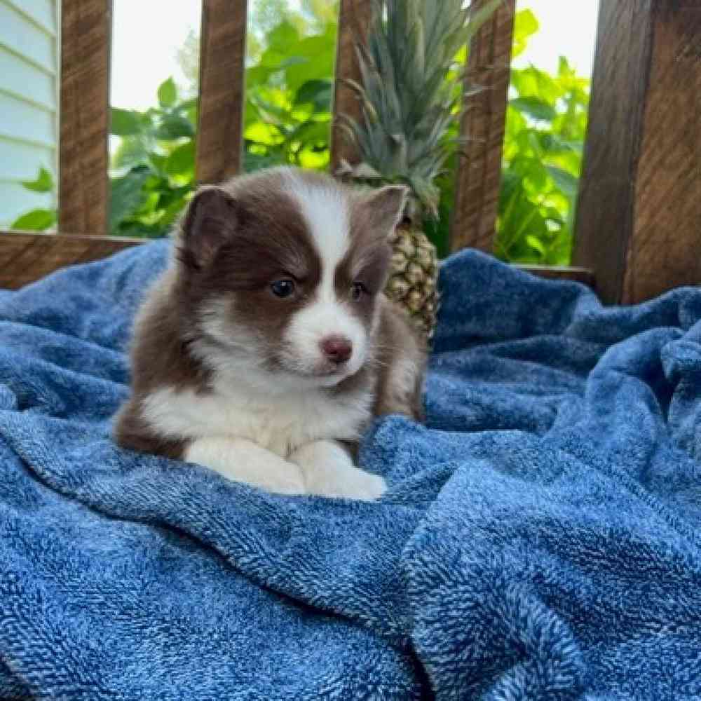 Female Pomsky Puppy for Sale in Virginia Beach, VA