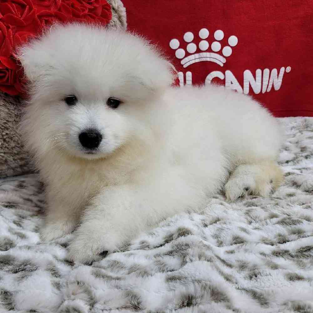 Male Samoyed Puppy for Sale in Virginia Beach, VA