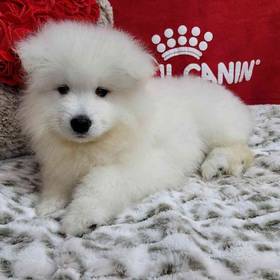 Samoyed