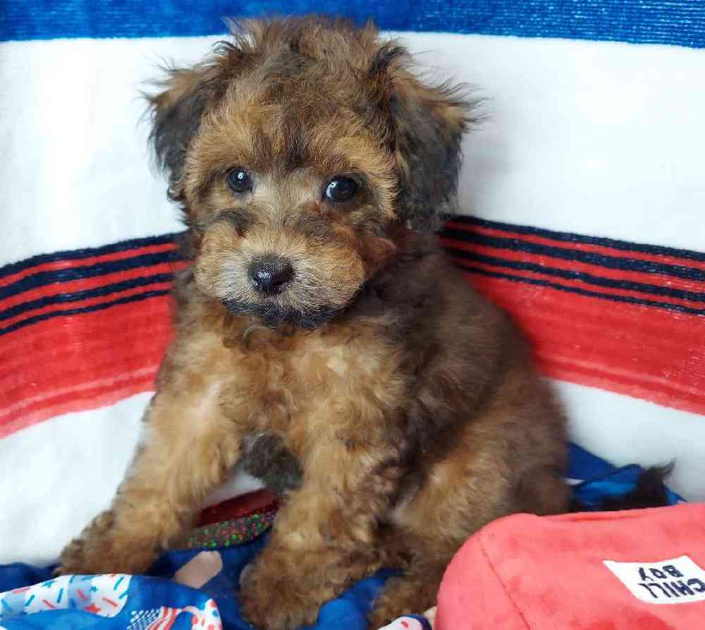Male Maltipoo Puppy for sale