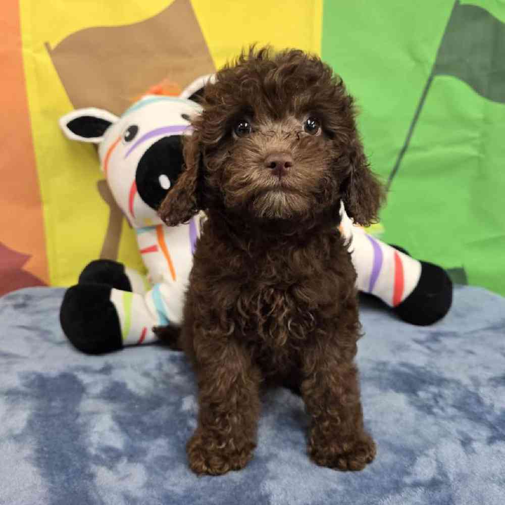 Female Cavapoo Puppy for Sale in Virginia Beach, VA