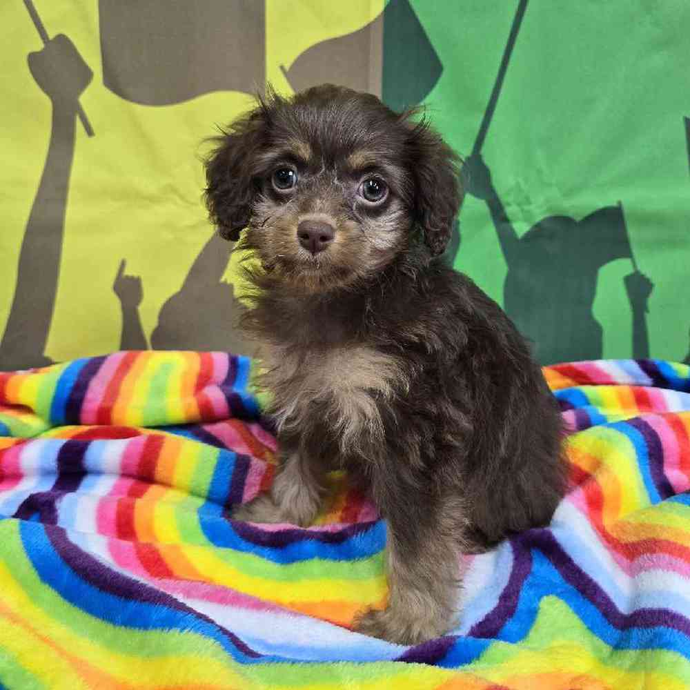 Female Cockapoo Puppy for Sale in Virginia Beach, VA