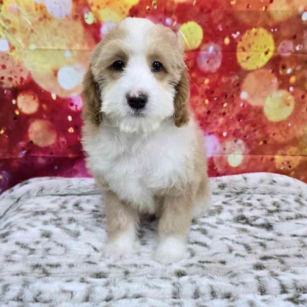 Male Mini Woodle Puppy for Sale in Virginia Beach, VA