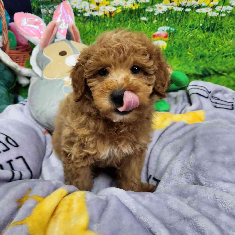 Male Mini Woodle Puppy for Sale in Virginia Beach, VA