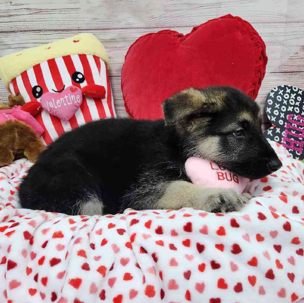 Male German Shepherd Puppy for Sale in Virginia Beach, VA