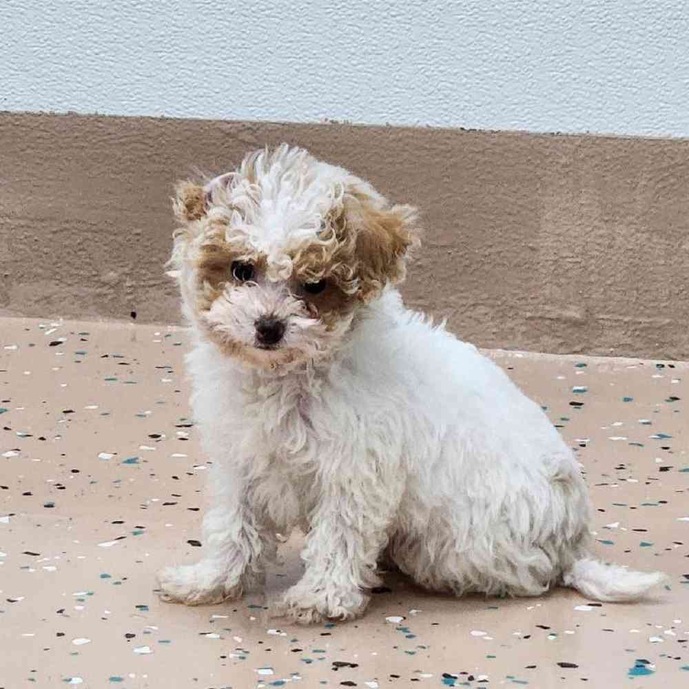 Male Maltipoo Puppy for Sale in Virginia Beach, VA