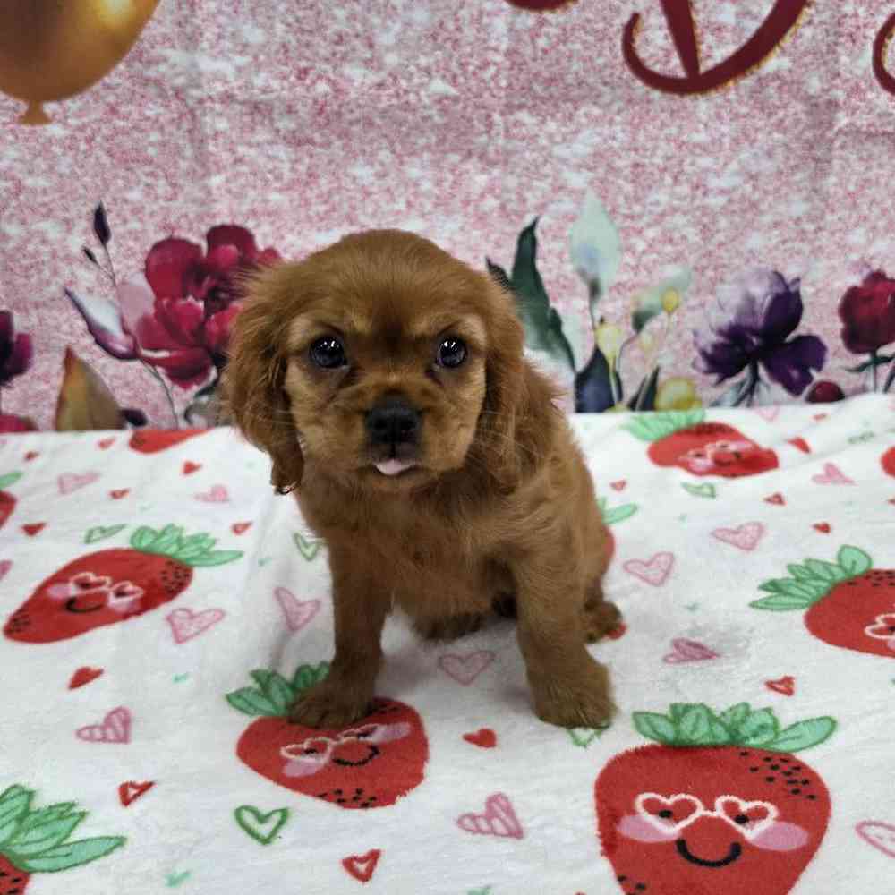 Female Cavalier King Charles Spaniel Puppy for Sale in Virginia Beach, VA