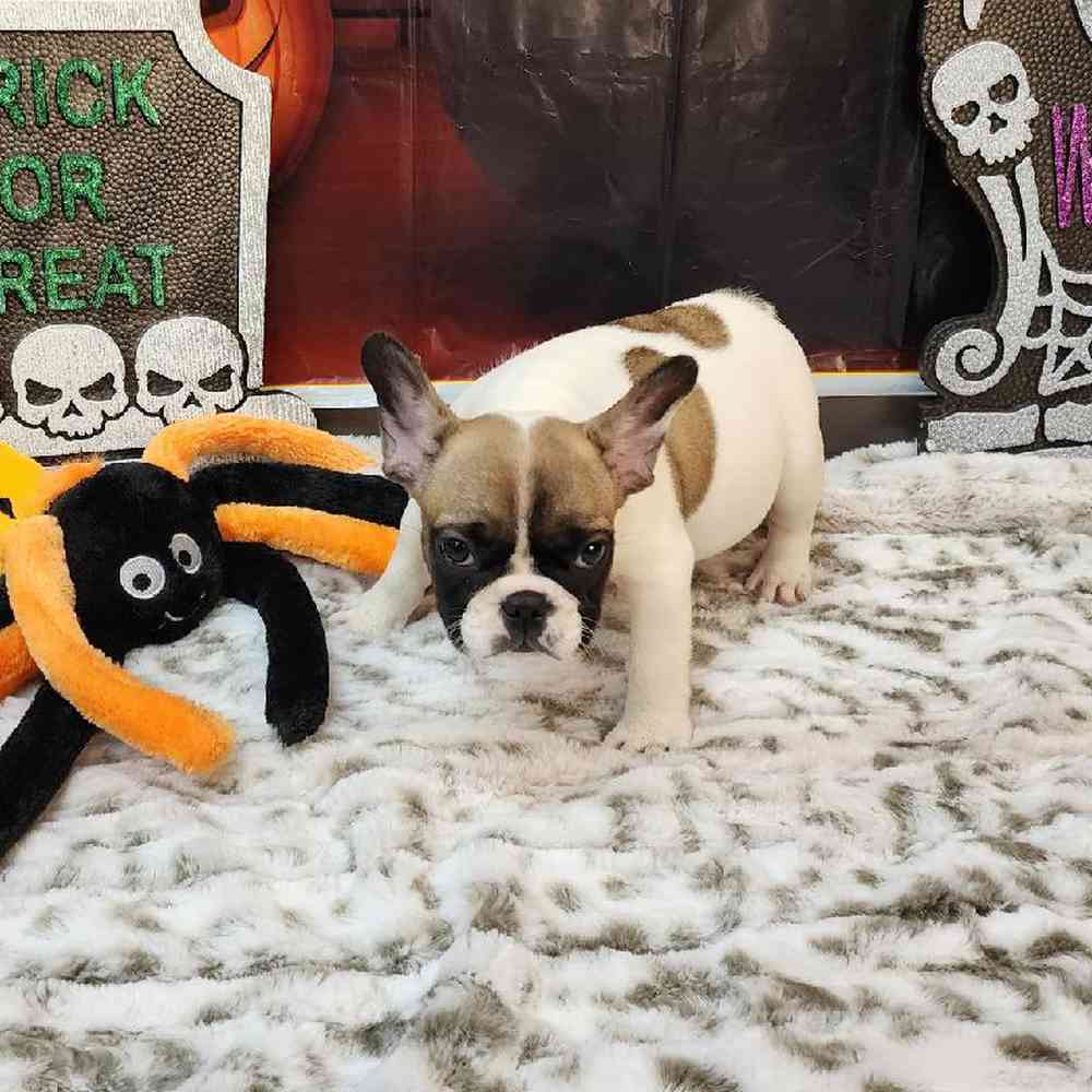 Female French Bulldog Puppy for sale
