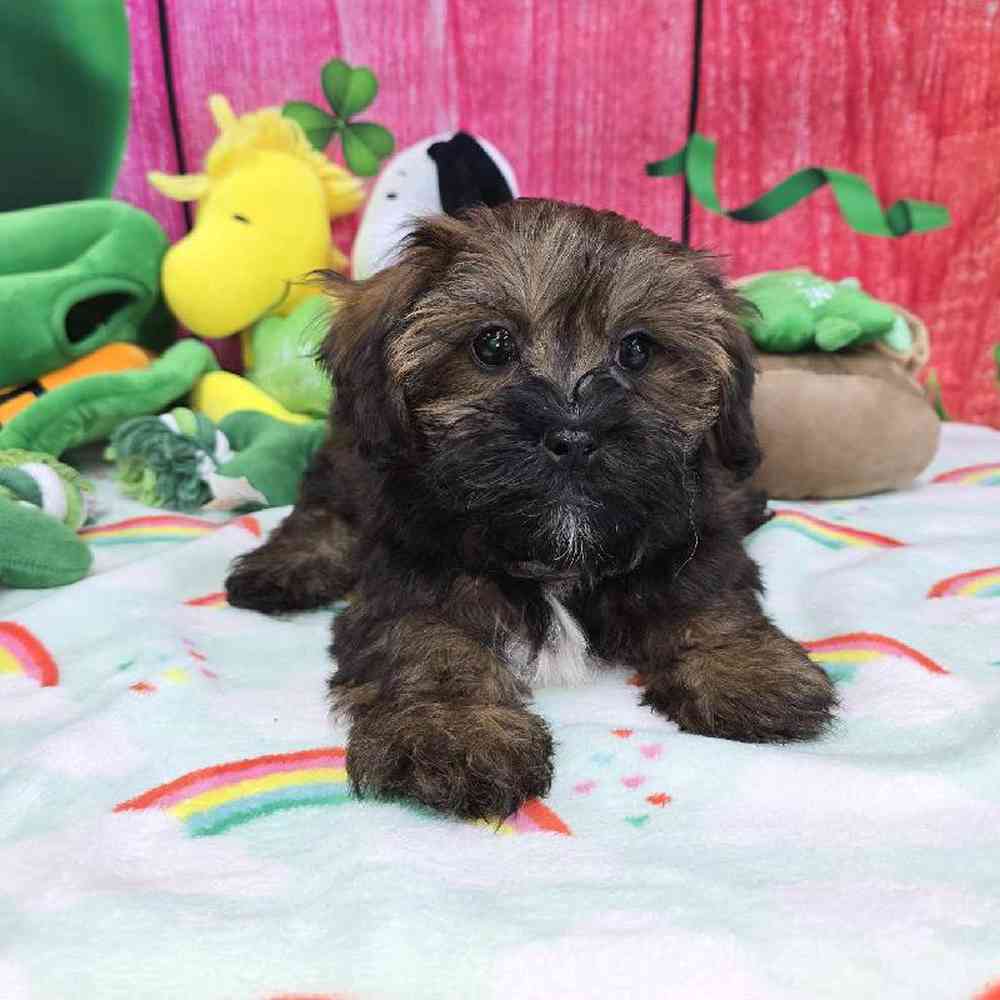 Female Shipoo Puppy for Sale in Virginia Beach, VA